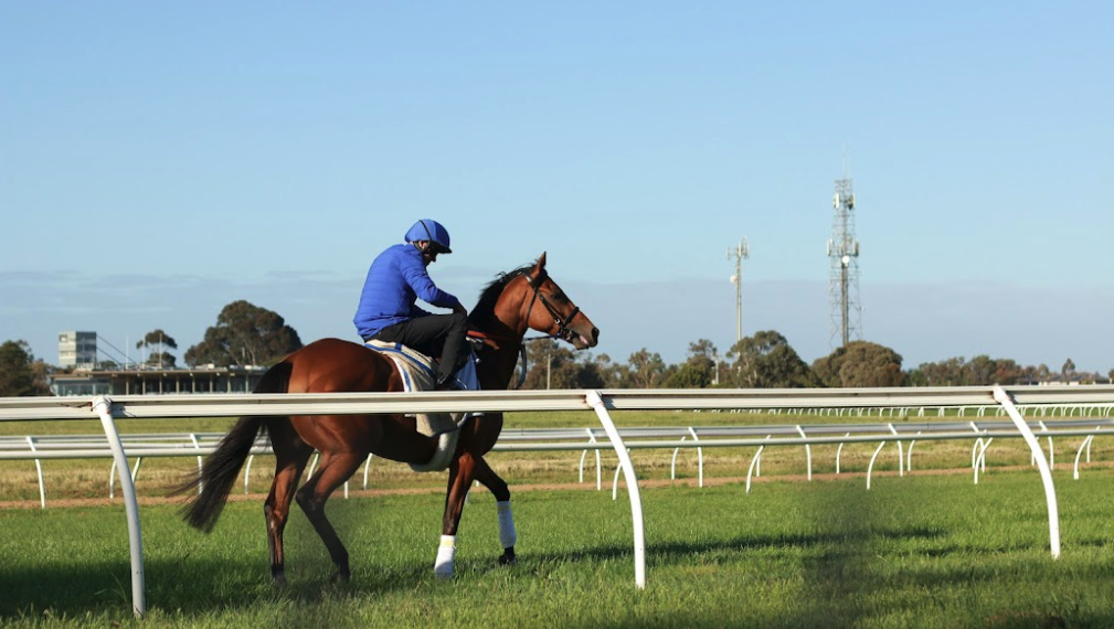 Melbourne Cup: 5 Horse Betting Tips To Try