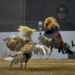 Some Actionable Tips to Win Cockfighting Online